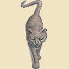 Greebo_cat1.jpg